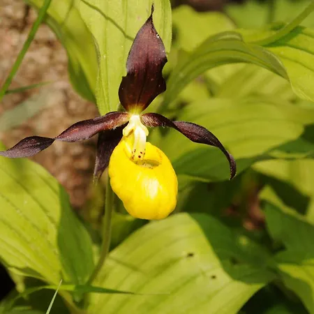 Apartamento Grifla *