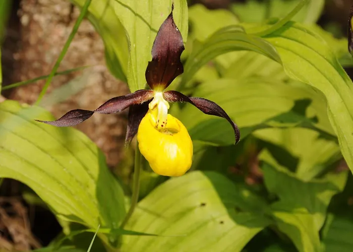 Apartamento Grifla *